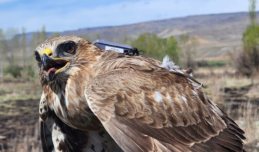 GRAFİKLİ - Bozkır şahini 2,5 yılda 28 ülkede 103 bin 456 kilometre uçtu