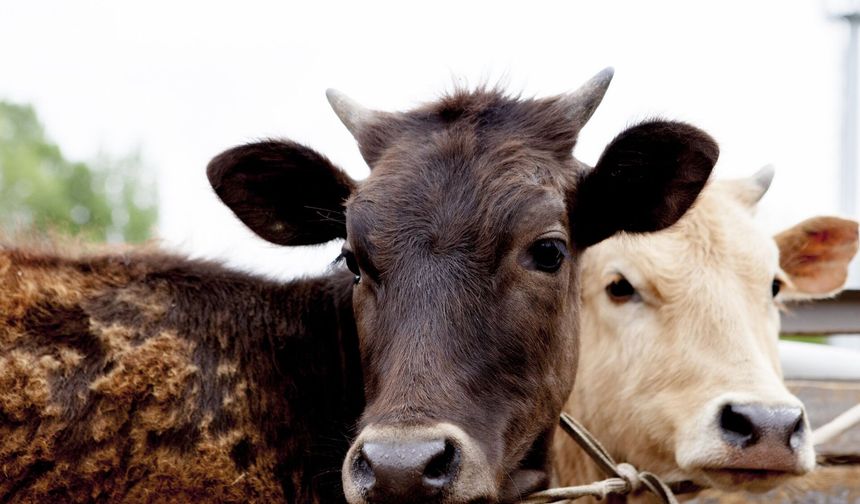 Bolu’da şap alarmı: 22 yerleşim yerine karantina