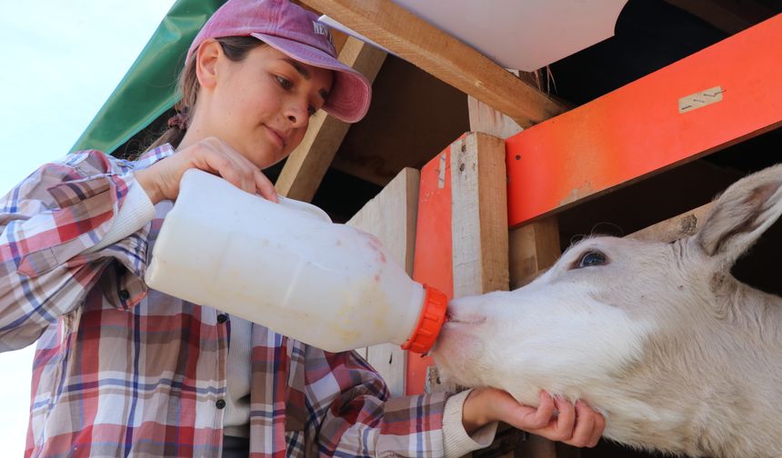 İş kazası geçiren çiftçi babanın en büyük destekçisi kızı oldu