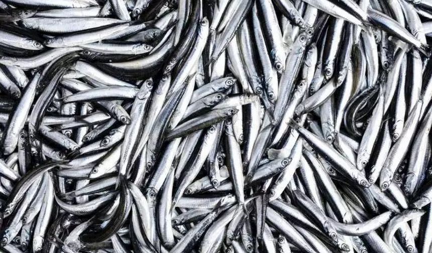 Karadeniz’de Hamsi Tezgahlarda 100 TL’ye Çıktı