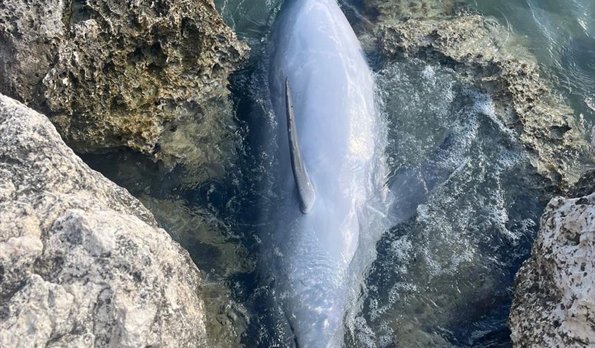 İzmir'de balıkçı ağlarına takılan yunus karaya vurdu