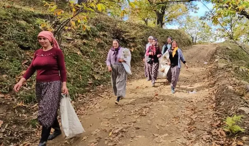 Kadınların Emeğiyle Nazilli’de Kestane Hasadı Başladı
