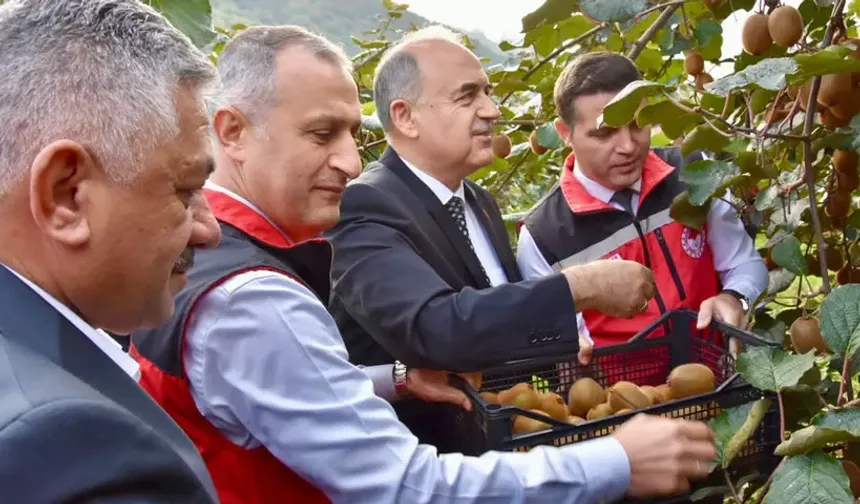 Ordu’da Kivi Hasadıyla Üretici Gelirleri Artıyor