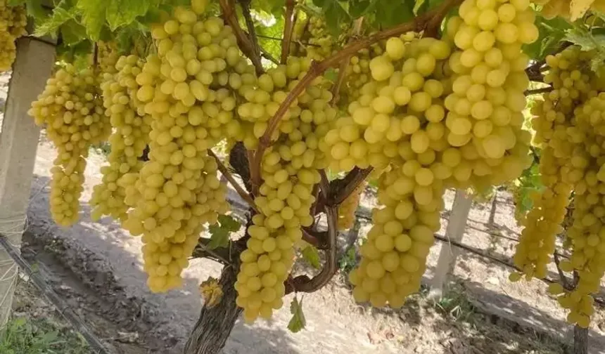 Alaşehir Üzümü Sofraların Vazgeçilmezi Oluyor