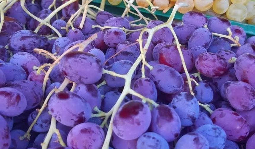 Kilis Üzümü  Lezzetiyle Bölgenin Gözdesi