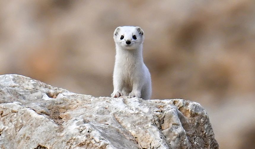 Van’da Beyaz Gelincik Güzelliği Doğaseverleri Büyülüyor