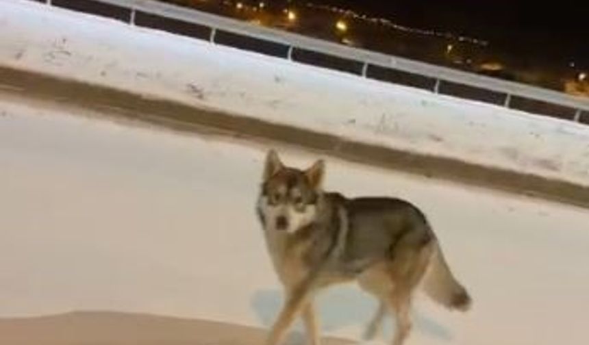 Ardahan’da Aç Kalan Kurt Yola İndi