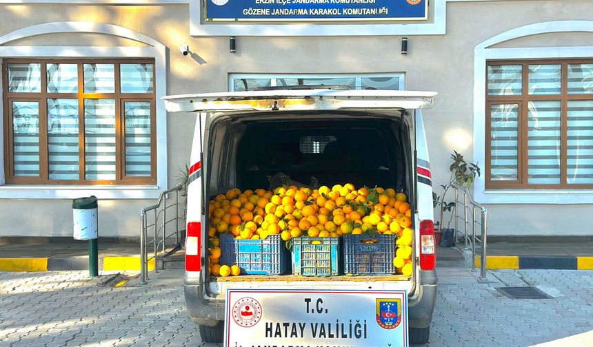 Erzin’de Narenciye Hırsızlığına Operasyon