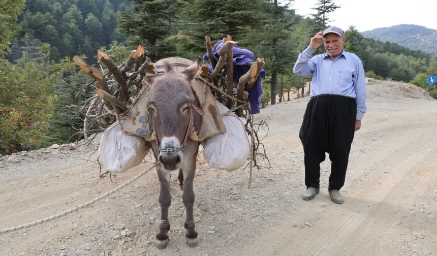 Osmaniye’de Eşek Sayısı 71’e Düştü  TÜİK’ten Dikkat Çeken Tablo