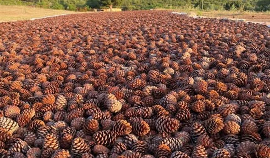 Toroslar’ın Kalbinde Yeni Nesil Ormanlar Filizleniyor!