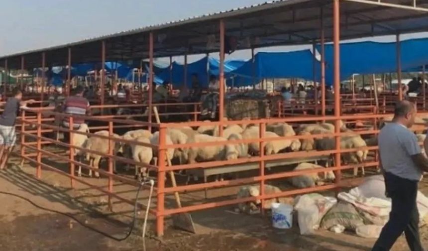 Kadirli Canlı Hayvan Pazarı Yeniden Açıldı