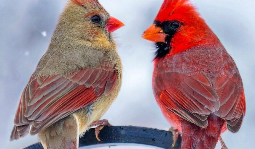 Kırmızı Kardinal Kuzey Amerika’da Göz Kamaştırıyor