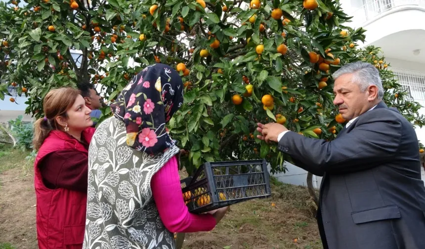 Ordu’da mandalina hasadı başladı Kilosu 20-25 TL