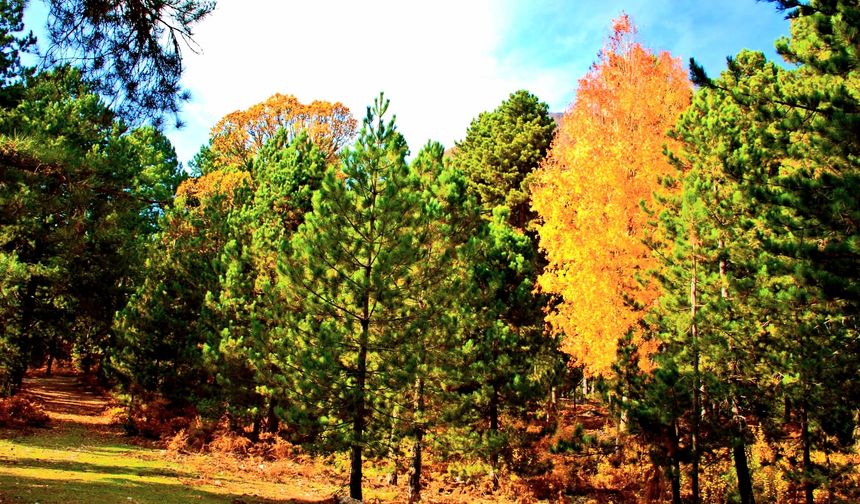 Osmaniye Küllü Köyü’nde Sonbahar Manzaraları Büyüledi