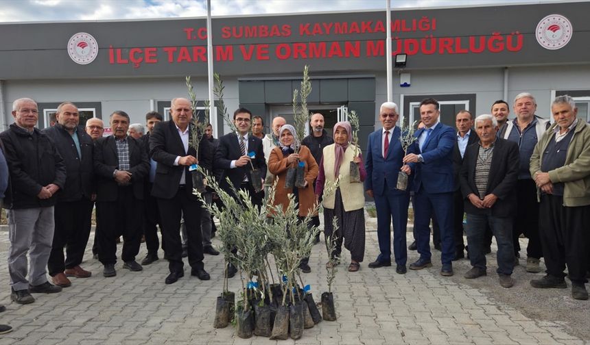 Sumbas ilçesinde çiftçilere 10 bin zeytin fidanı dağıtıldı