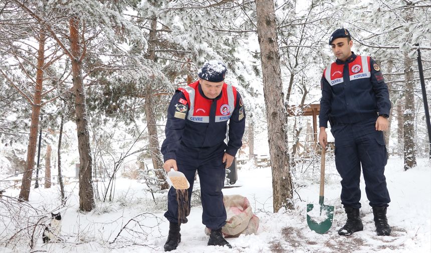 Yozgat'ta jandarma ekipleri yaban hayvanları için doğaya yem bıraktı