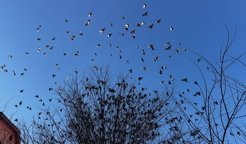 Isparta'da ağaç dallarına konan sığırcıklar güzel görüntü oluşturdu
