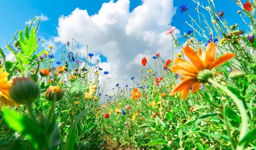 Osmaniye’de Toprak Isınıyor 3. Cemre Tarihi Açıklandı