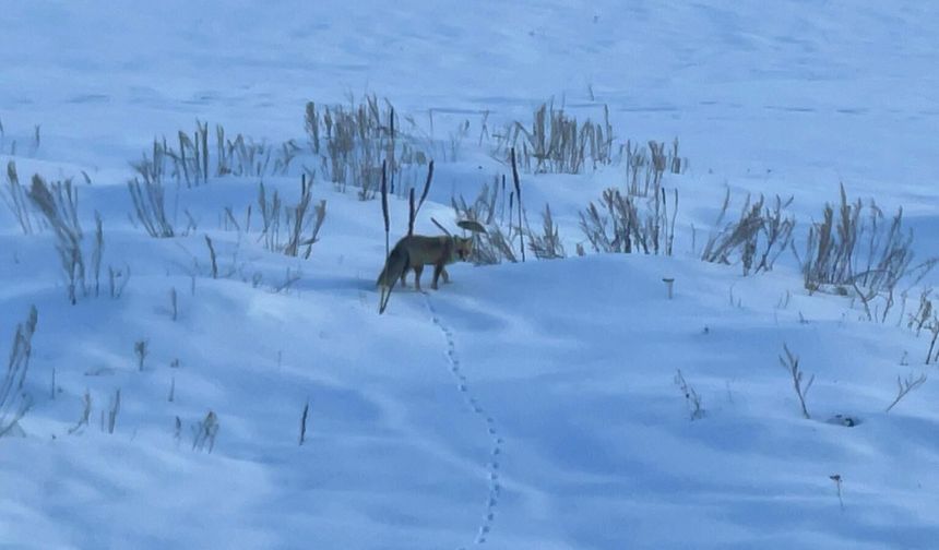 Ardahan'da kızıl tilkinin karla kaplı arazide av mesaisi