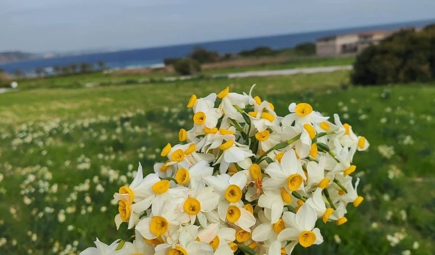 Baharın Müjdecisi Nergisler  Yüreği Güzel İnsanlar İçin Açtı
