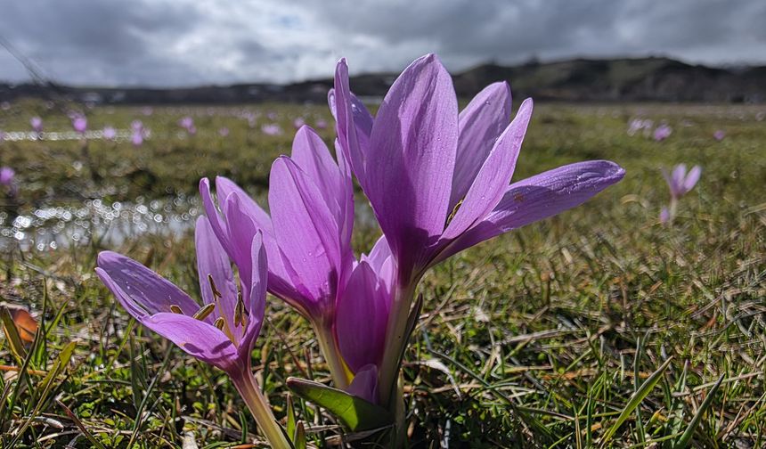 Bingöl'de baharın müjdecisi çiğdemler açtı