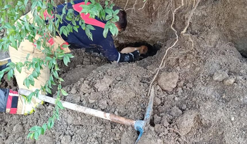 Dörtyol'da ilçesinde göçük altında kalan köpek yavrularını itfaiye ekibi çıkardı