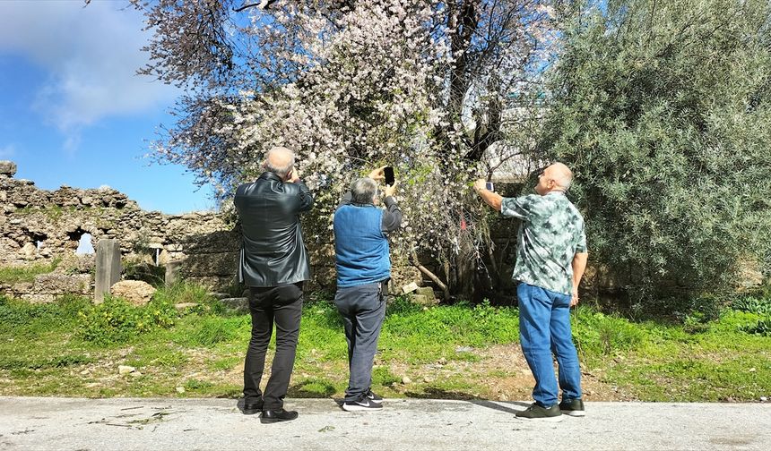 Manavgat'ta badem ağaçları çiçek açtı