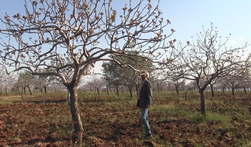 Şanlıurfa’da Kar Yağışı Fıstık Üreticisinin Yüzünü Güldürdü