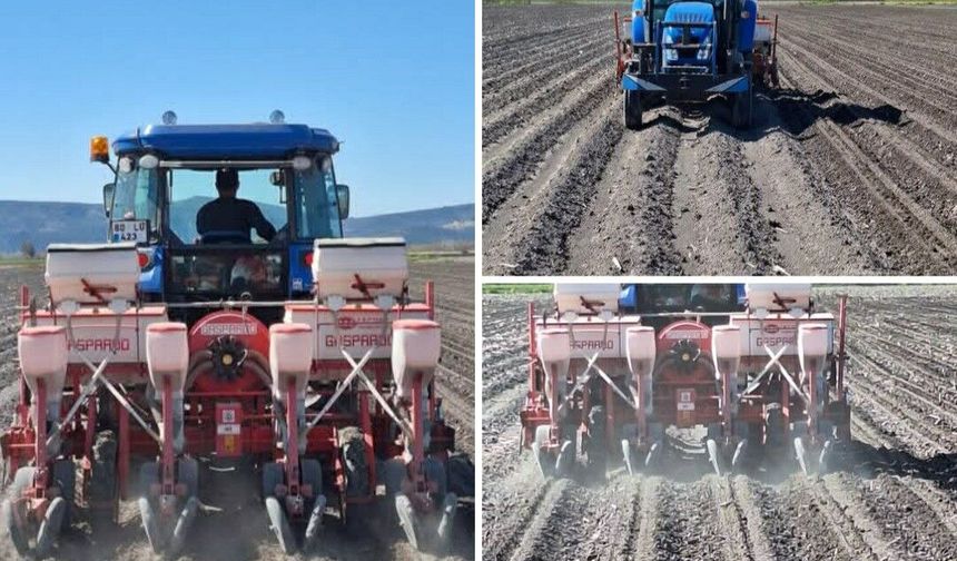 Çukurova’da Mısır Ekimine Başladı