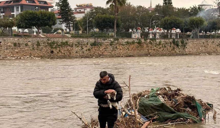 Alanya'da çayda mahsur kalan kediyi vatandaş kurtardı
