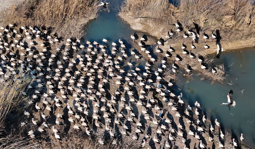 Baharın yüzünü gösterdiği Mersin, leylek ve pelikan sürülerini ağırlıyor