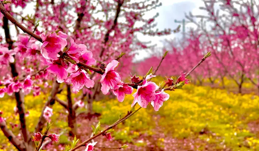 Böcekli’de Şeftali Çiçekleri Açtı