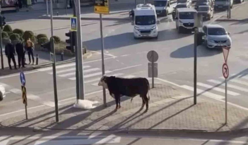 Bursa'da kaçan boğa trafiği karıştırdı, Ankara yolunda metrelerce koştu