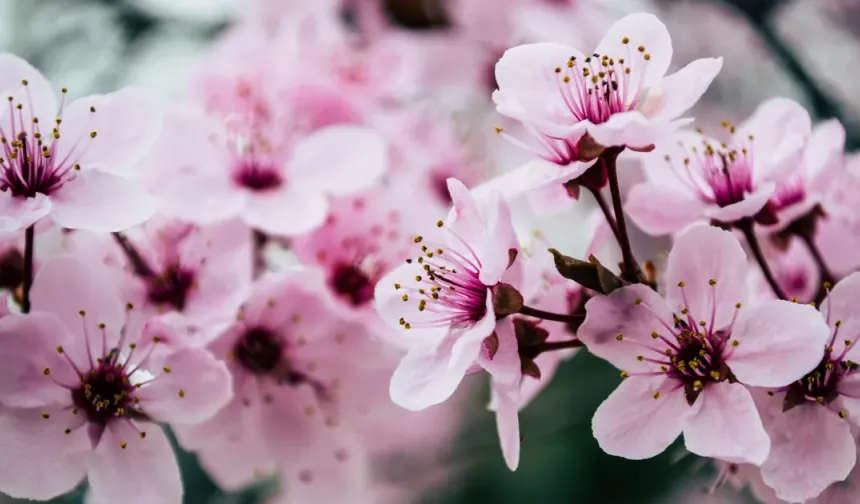 Baharın Habercisi Son Cemre Düştü