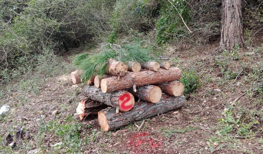 Erzin’de Kabuk Böceği Mücadelesi