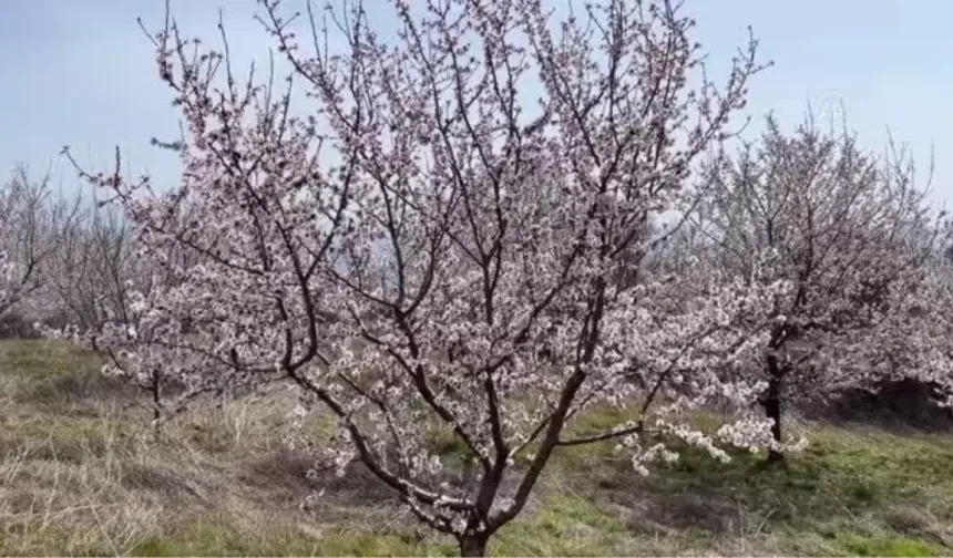Tekirdağ'da Ganos etekleri çiçeklenen badem ağaçlarıyla renklendi