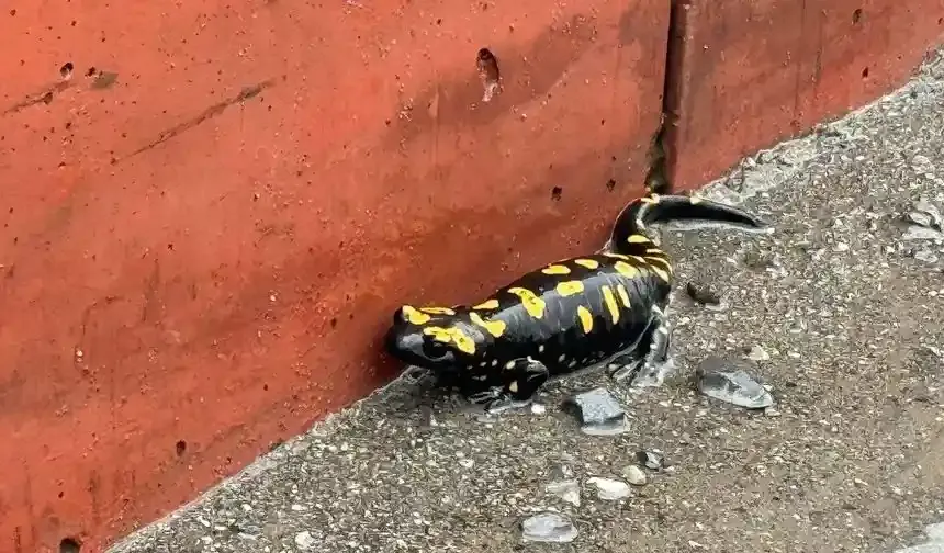 Hatay'da nesli tehlike altındaki sarı benekli semender görüldü