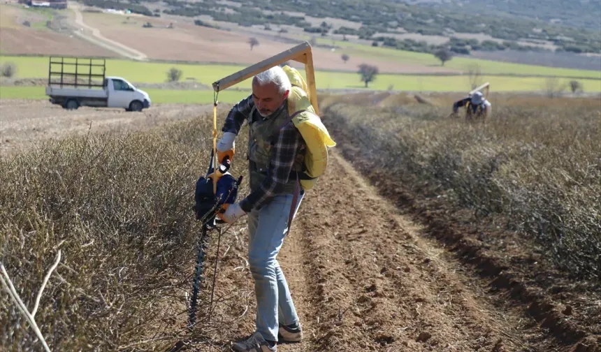 Isparta'nın gül bahçelerinde hasat öncesi budama mesaisi yapılıyor