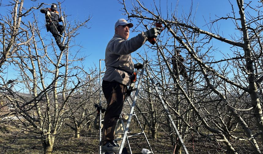 Isparta'da meyve bahçelerinde budama yapılıyor