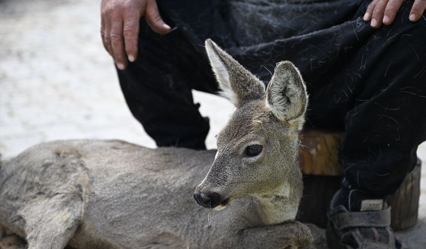 Kahramanmaraş'ta yaralı bulunan karaca yavrusu tedavi altına alındı
