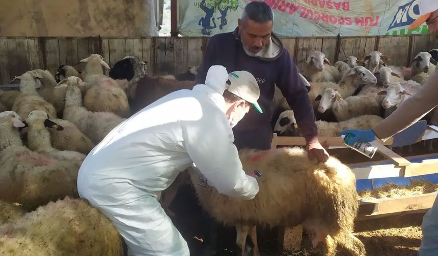 Koçarlı'da küçükbaş hayvanlar aşılandı