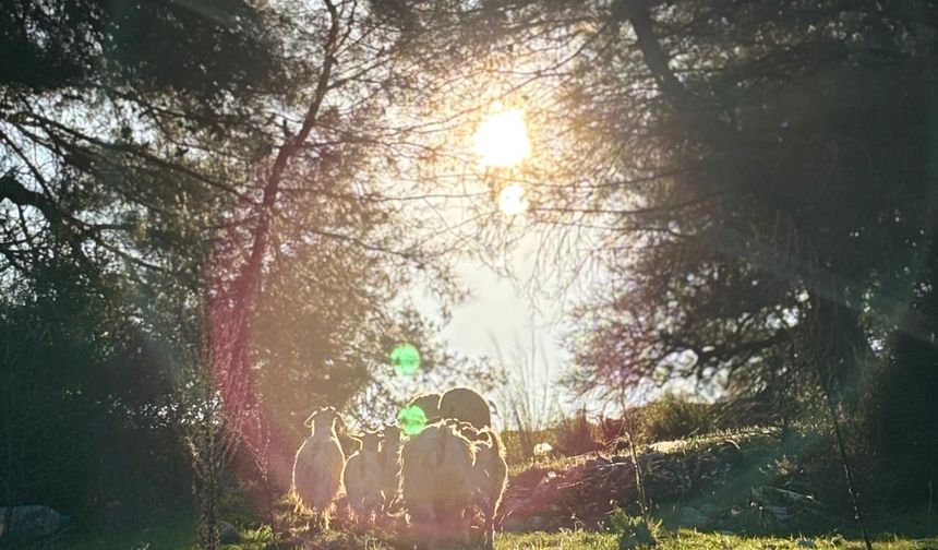 Kuraklık ve Plastik Kirliliği Gıda Güvenliğini Tehdit Ediyor