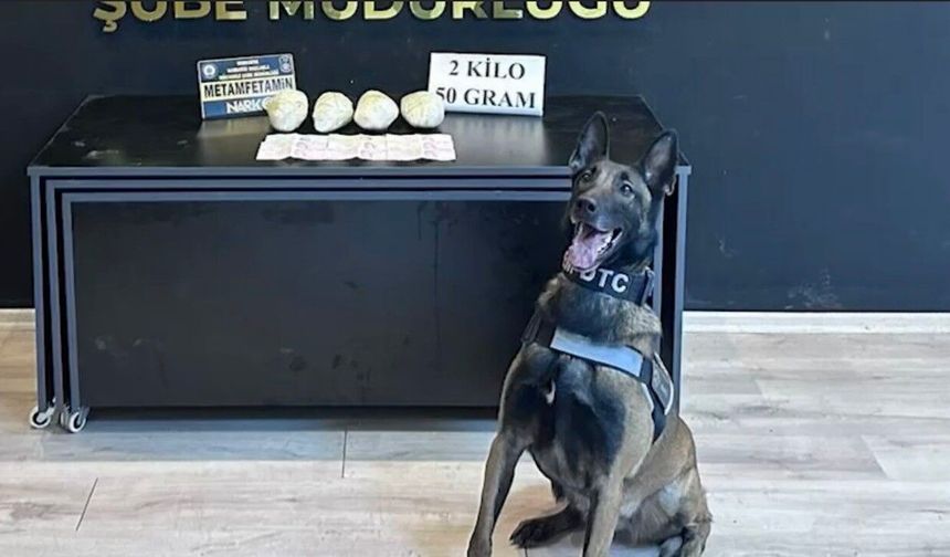 Ocak ayının en başarılı narkotik köpeği 'Jardi' oldu