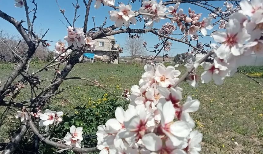 Osmaniye Kesmeburun Köyü’nde İlkbahar Coşkusu: Baharın Müjdecisi Badem Çiçekleri Açtı