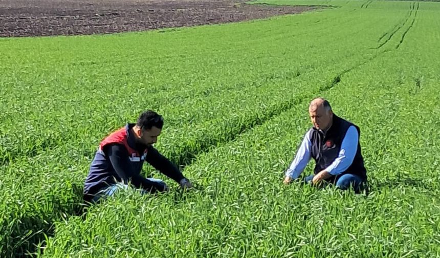 Osmaniye’de Süne Mücadelesi Sürüyor