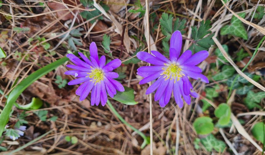 Portakal Çiçekleri ve Gelinciklerle Osmaniye Bahara Büründü