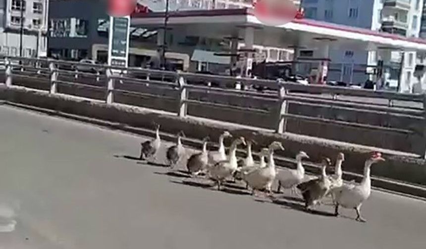 Sivas'ta kazların geçidi böyle görüntülendi