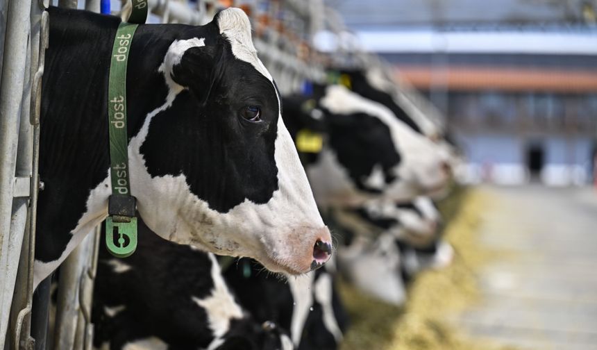 TARIMDA DİJİTAL ÇAĞ - Avrupa'nın en büyük robotlu ve otonom çiftliği hayvancılığı yerli teknolojiyle birleştiriyor