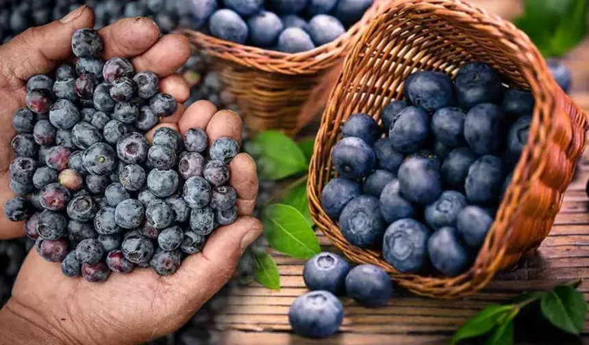 Osmaniye’de Süper Gıdaya Yoğun İlgi