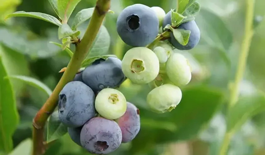 Yaban Mersini Neden Bu Kadar Değerli? Uzmanı Açıkladı